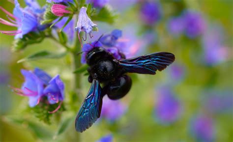 L’ape legnaiola (Xylocopa violacea) .